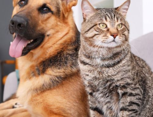 Pet-Safe Cleaning Products for Ann Arbor Cats and Dogs